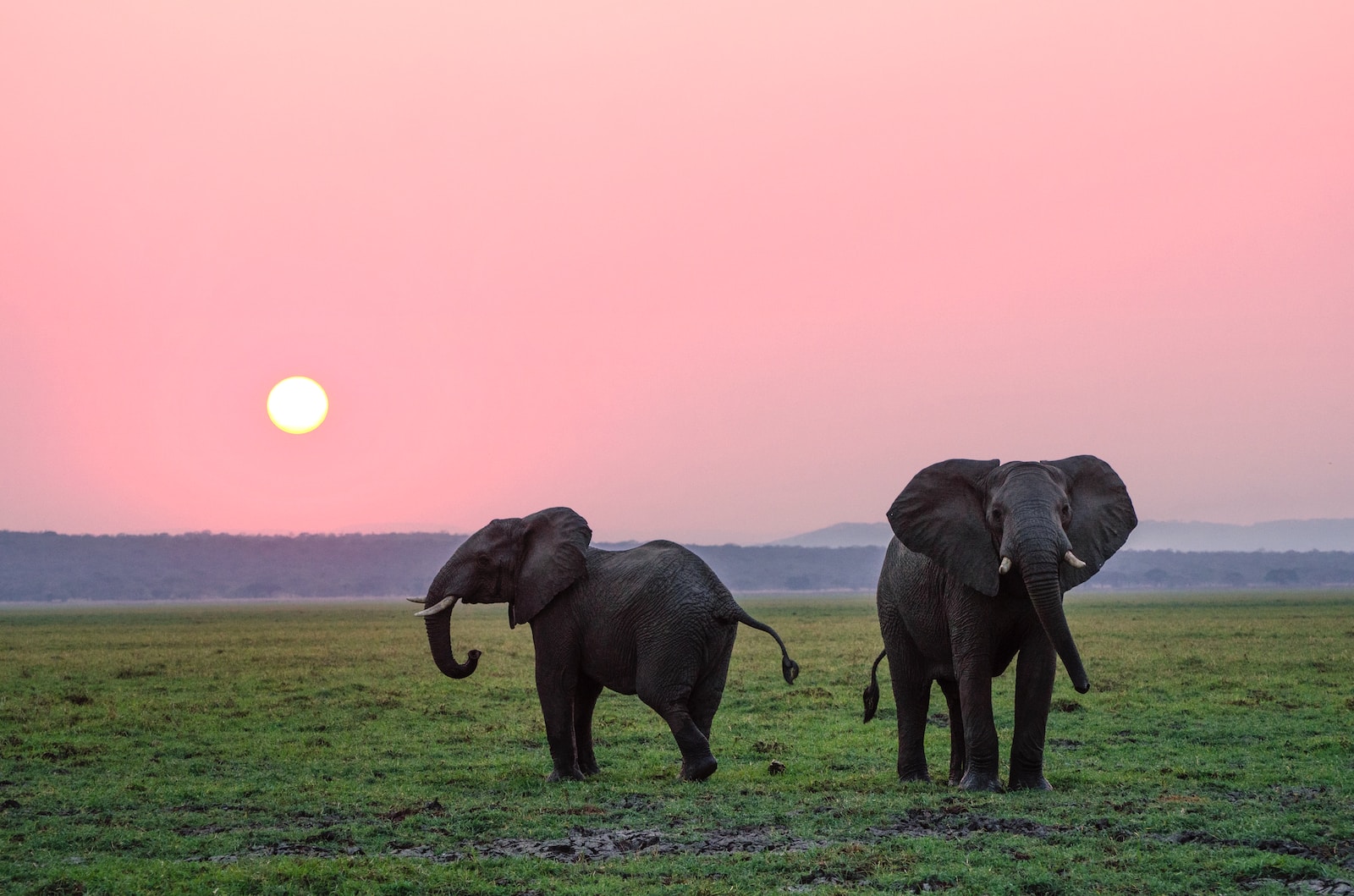 The Problem With Trying to Eat an Elephant